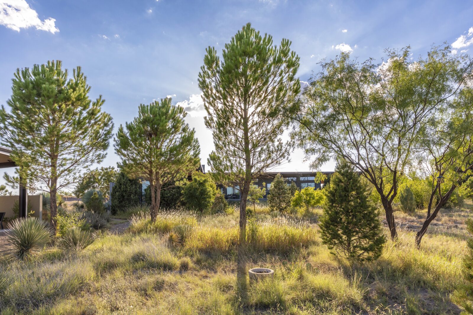 A scrubby grassland garden