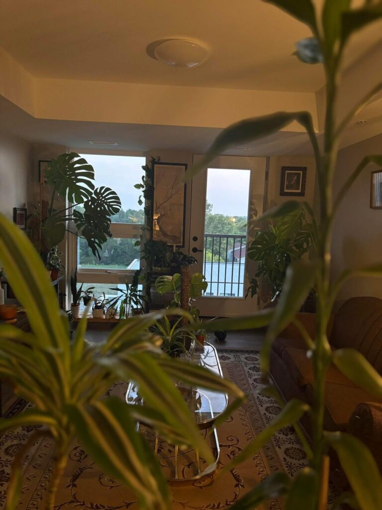 The jungle growth progression!