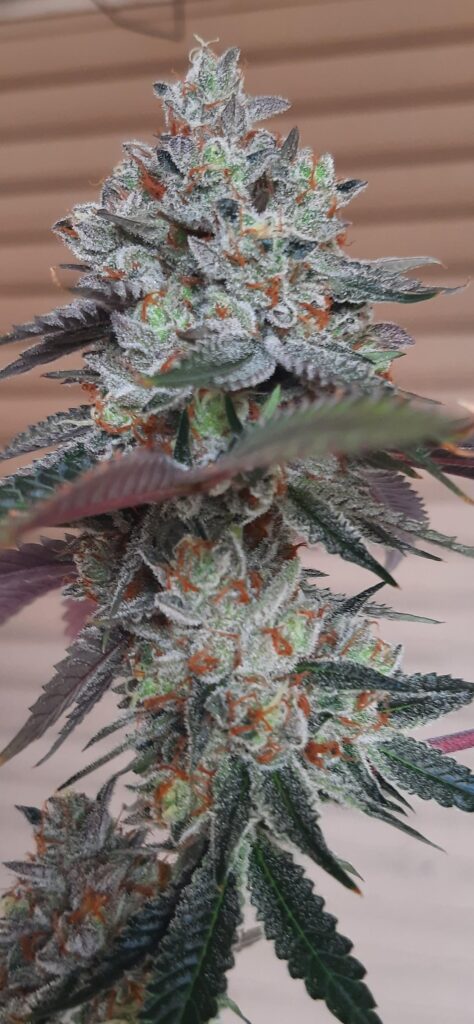 Could be fire 🔥 😏