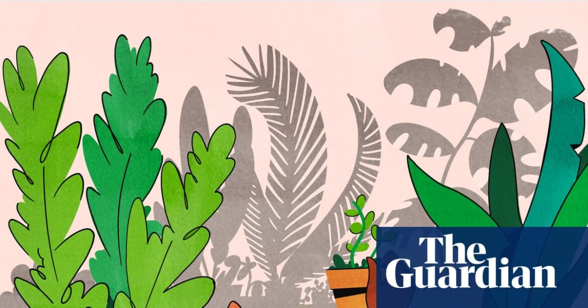 Propagate, repot, swap: how to fill your home with houseplants on a budget | Houseplants