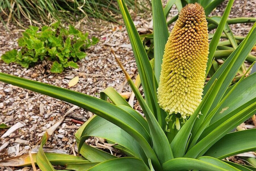 Red hot and ready to flower in a vase or the garden Red hot and ready to flower in a vase or the garden