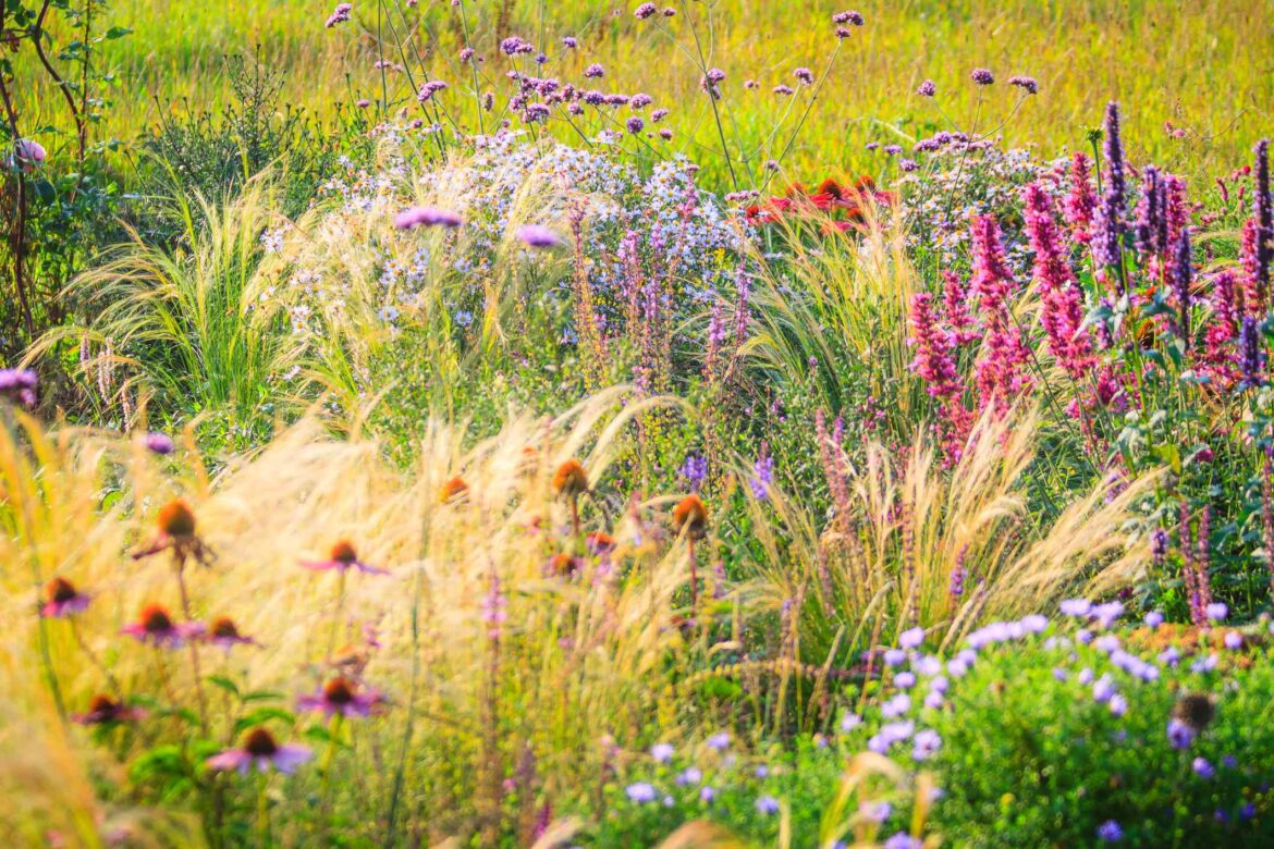 9 Bulbs You Should Plant in November for a Stunning Spring Garden