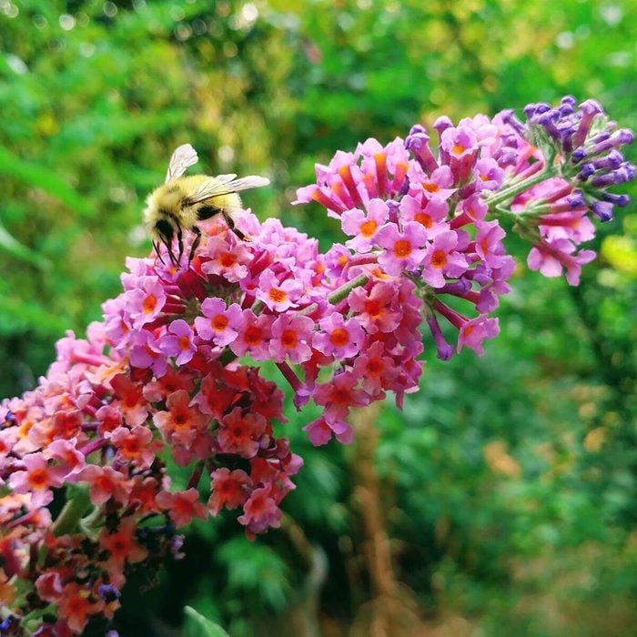 bicolor butterfly bush flowers