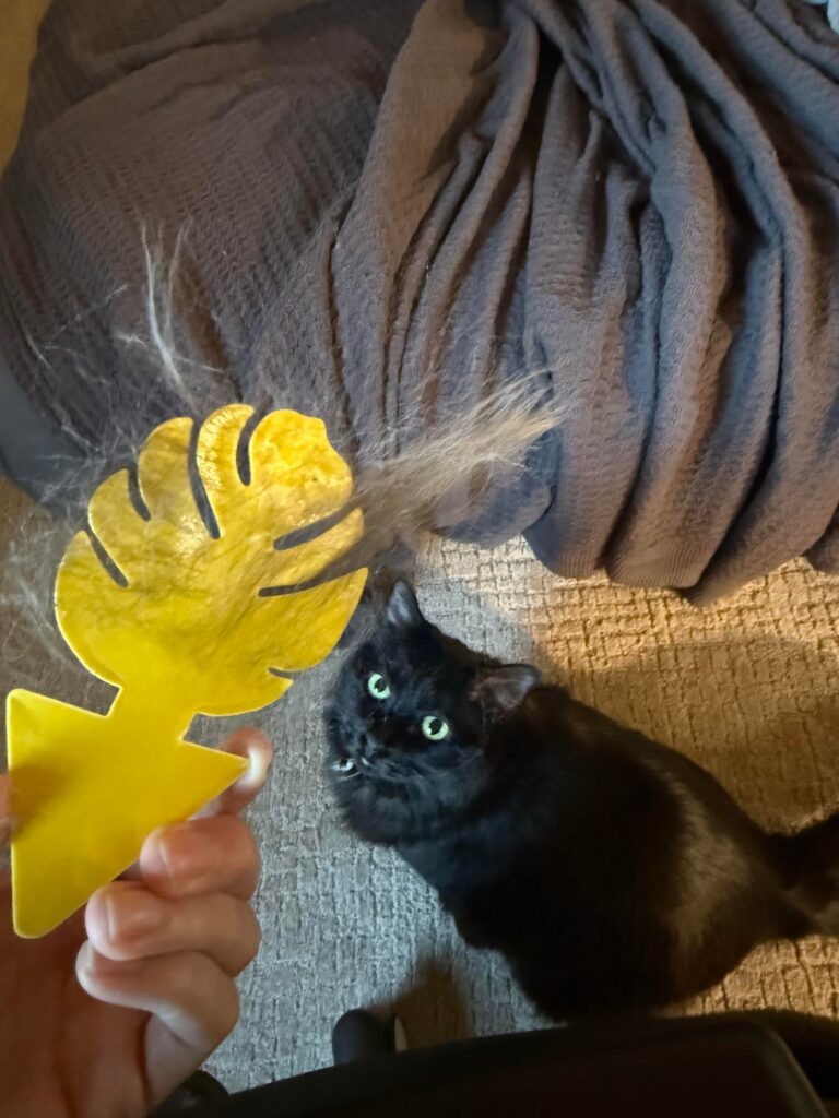 I caught the biggest fungus gnat