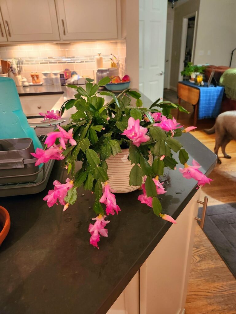 I've had this Christmas Cactus for 5 years and it has never done this before 🥹