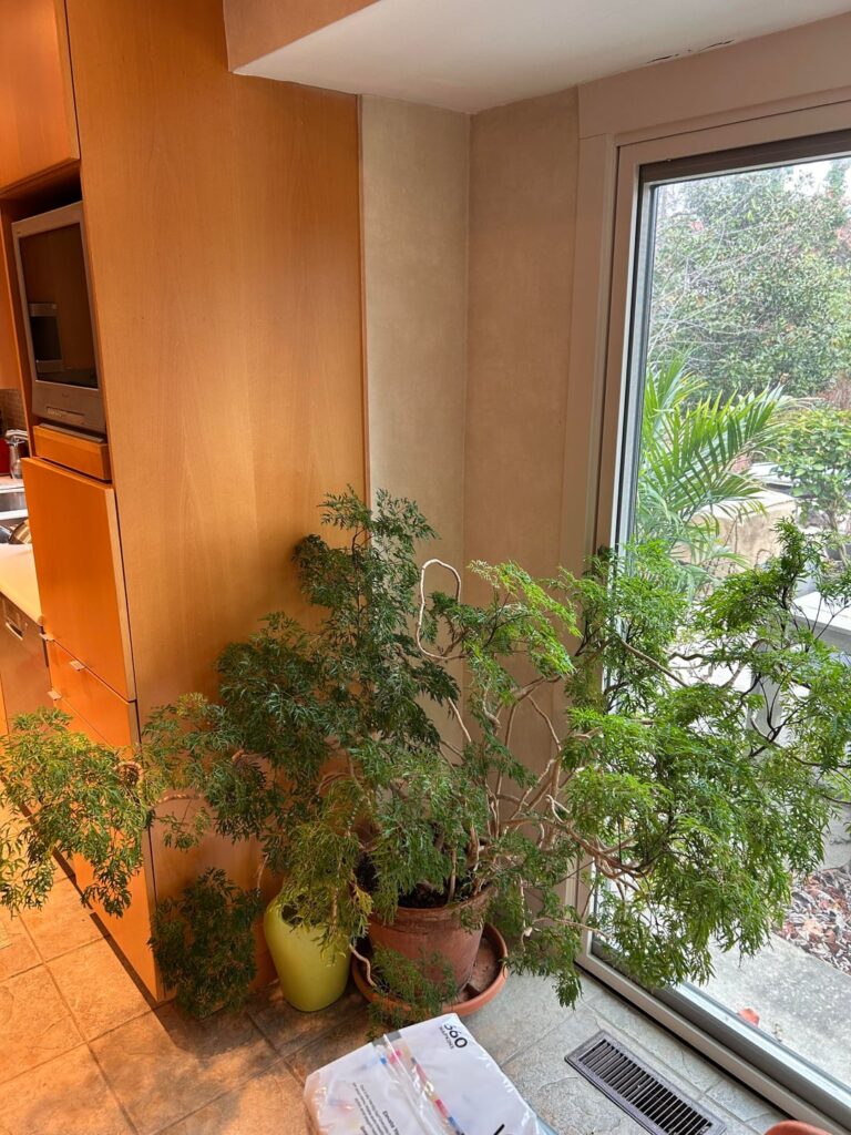 My dads 50+ yr old Ming tree