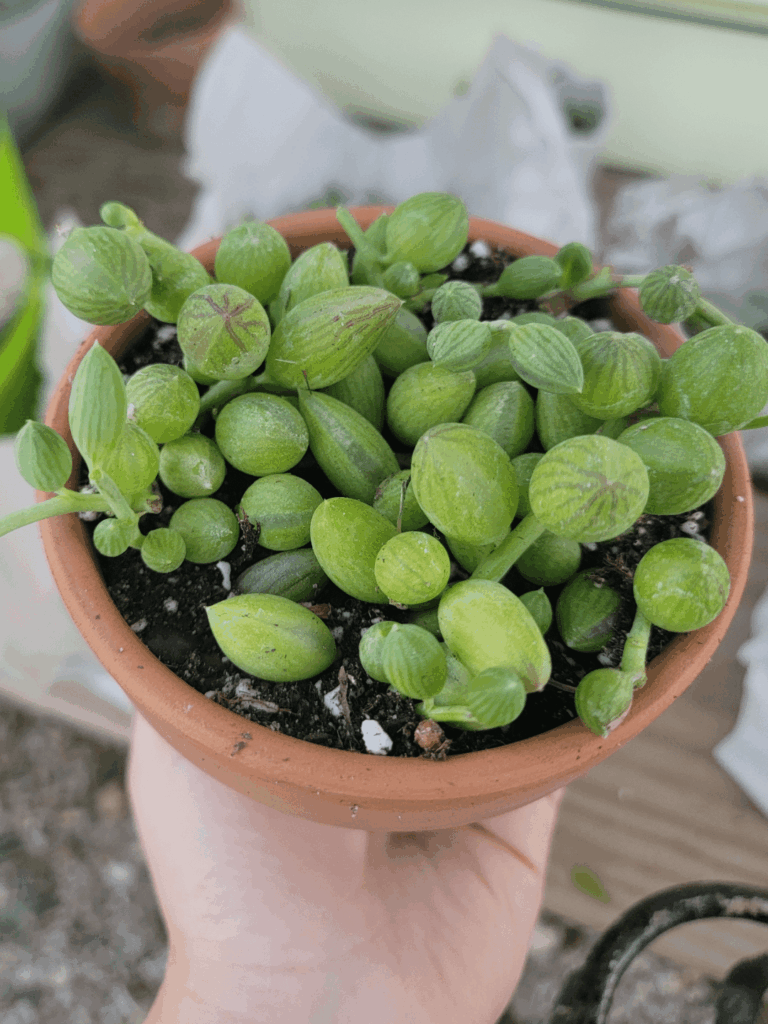 Someone please tell me how plant nurseries manage to grow such massive succulents. I just got this string of watermelons and would love to keep it growing so happy. What's their secret??
