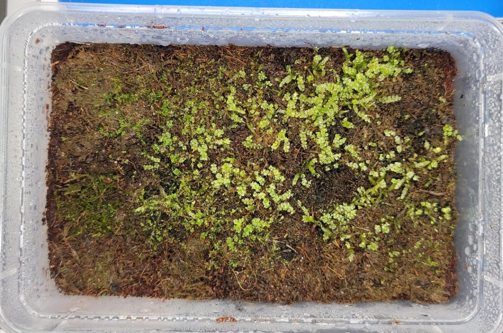 Moss update - photo to compare to my previous post.