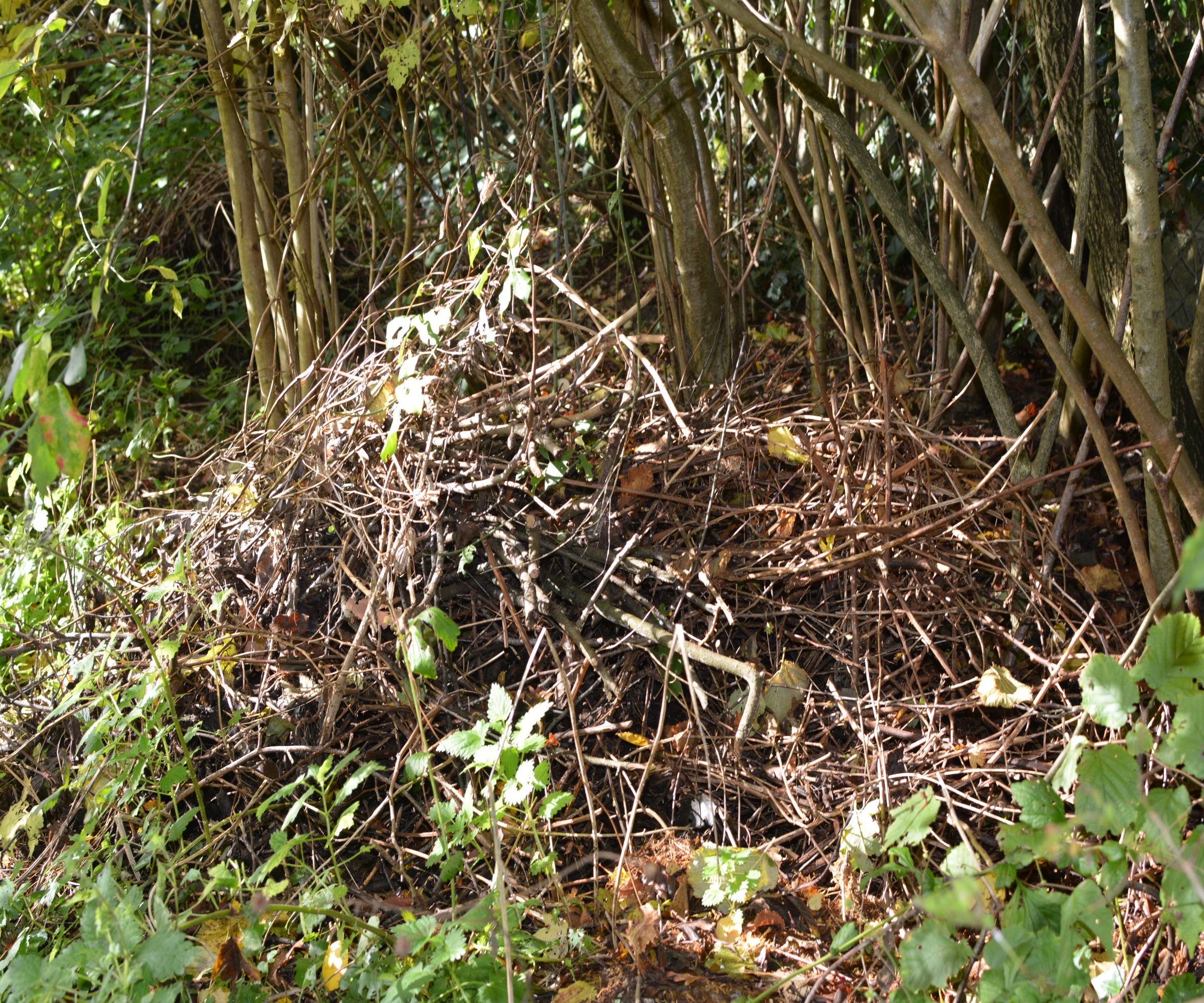 A deadwood pile in a hedge that will be a winter wildlife shelter