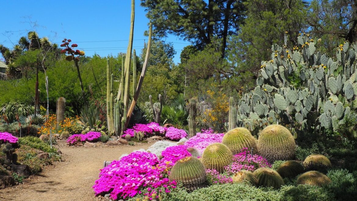 My trip to California’s famous ‘dry’ garden — a colour-filled treat My trip to California’s famous ‘dry’ garden — a colour-filled treat