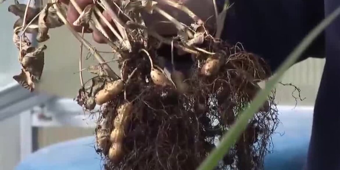 In the Garden: Growing and harvesting peanuts In the Garden: Growing and harvesting peanuts