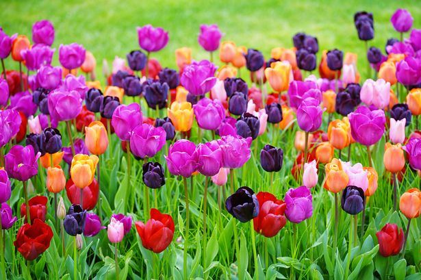 Now is the time to plant tulip bulbs for spring blooms