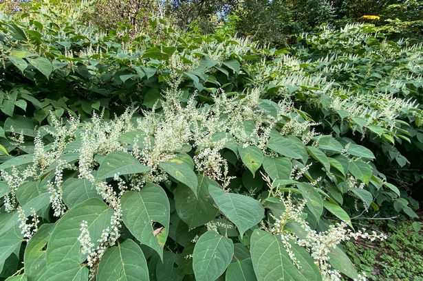 Japanese knotweed