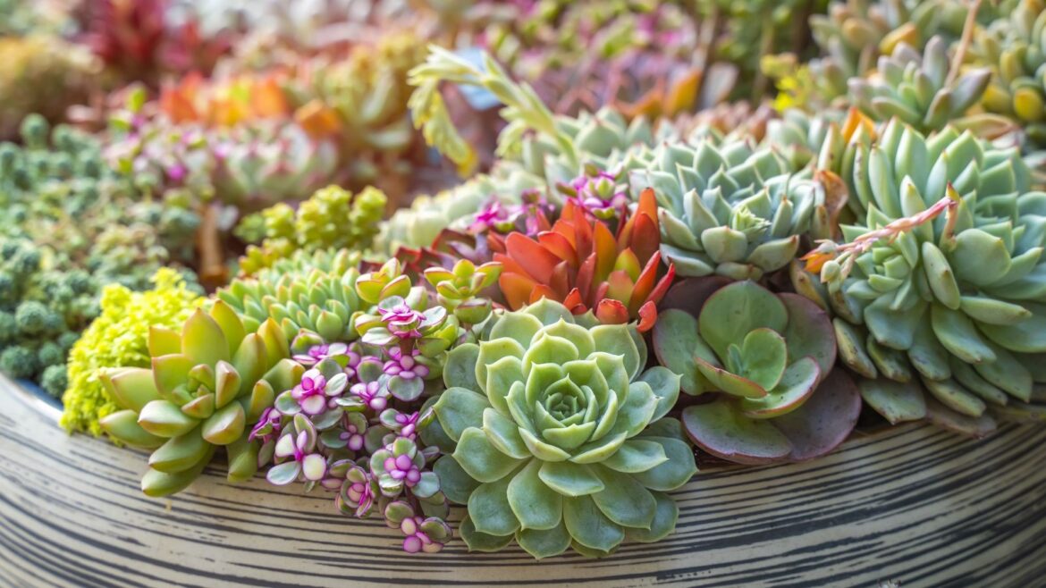 Miniature succulent plants of all different shapes and colors in a planter