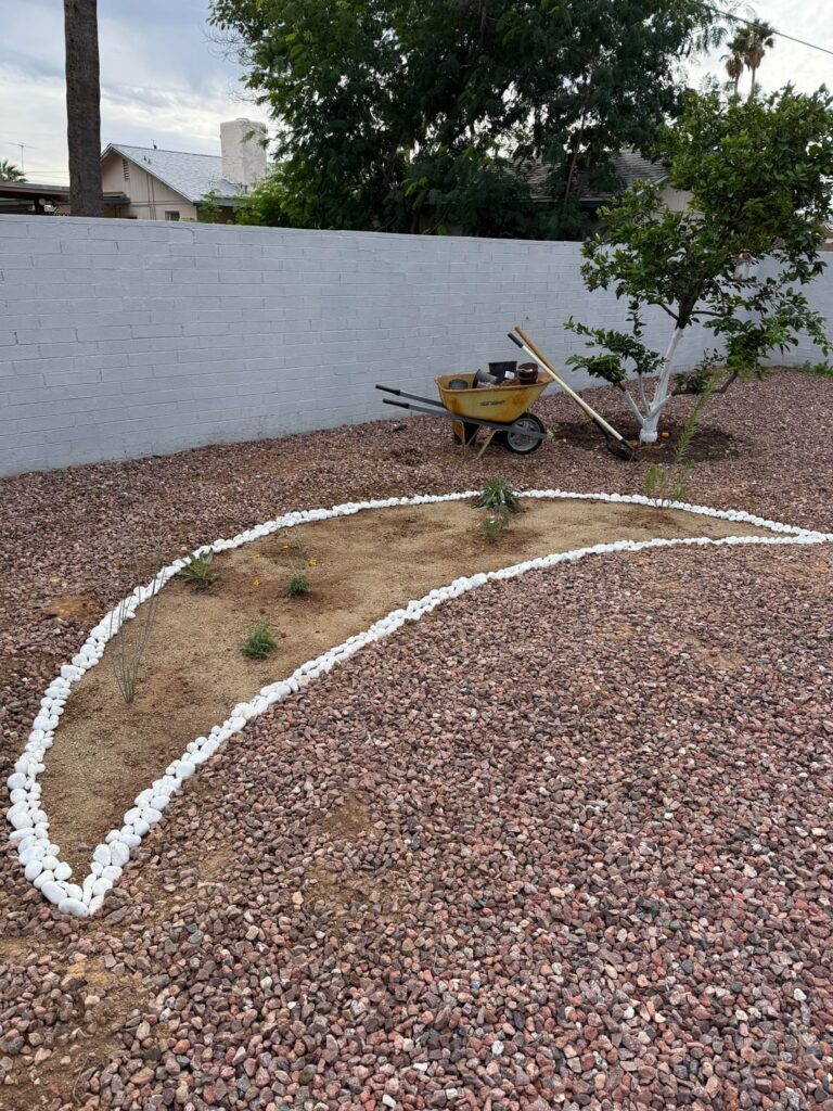 Native pollinator garden in Phoenix, AZ (9b) coming along!