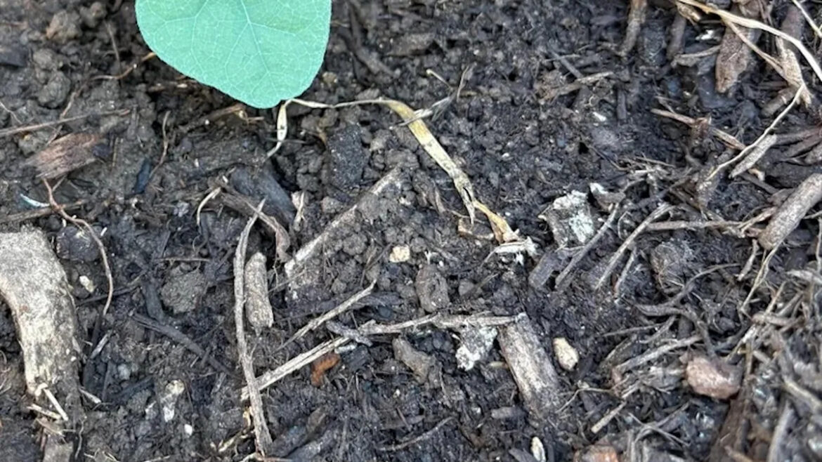Homeowner warned after sharing photos of mysterious growth in garden: ‘My actual IRL nemesis’ Yahoo lifestyle home