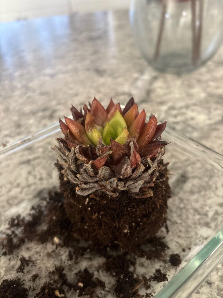 I’ve had him for about 13 years. I’m so sad, can someone tell me how to save him. He’s never had a problem with his environment before. But my neighbor built a white fence right outside his window. Could it be the lighting in from the fence??? I’ve had him for about 13 years. I’m so sad, can someone tell me how to save him. He’s never had a problem with his environment before. But my neighbor built a white fence right outside his window. Could it be the lighting in from the fence???