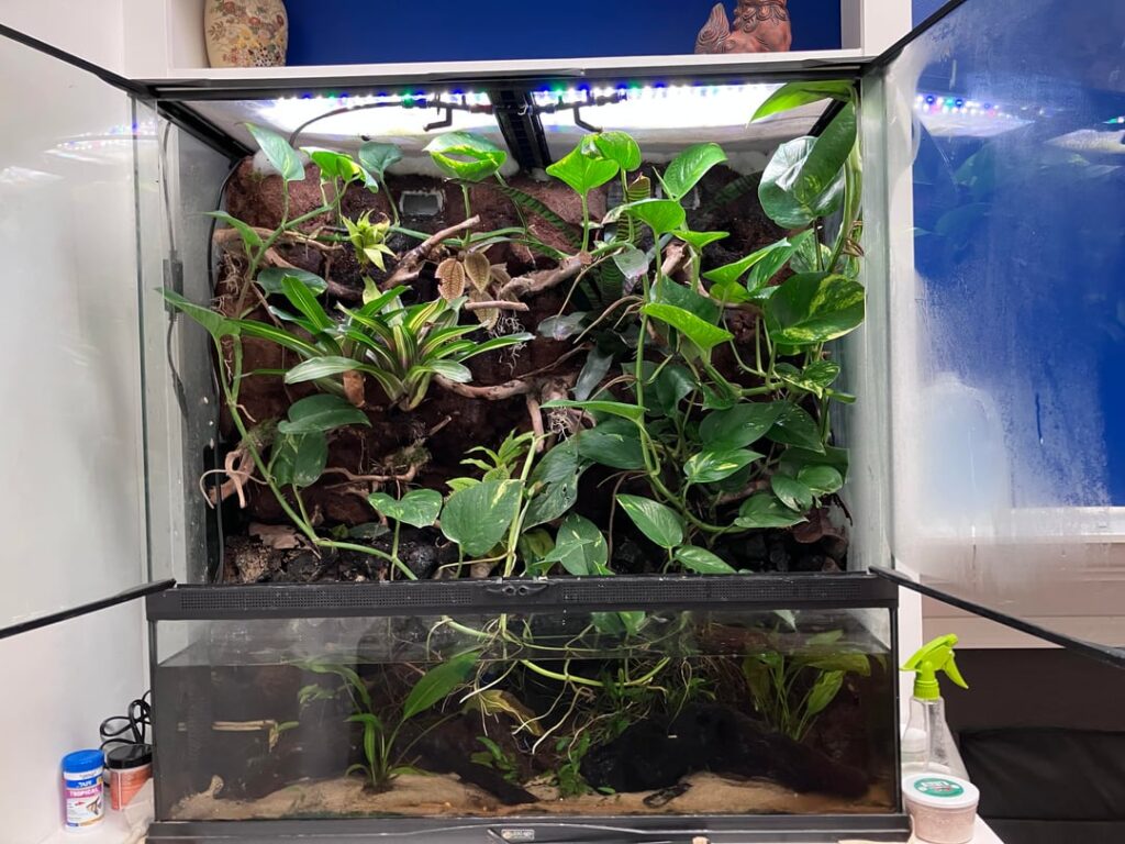 What should I do with this paludarium What should I do with this paludarium