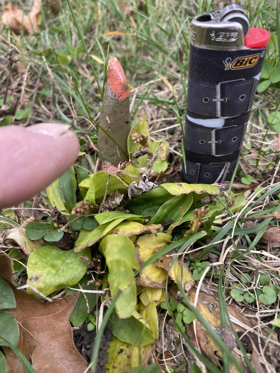 Wondering if anyone knows what this is.  It’s in northeastern Ohio