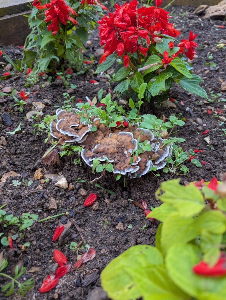 I didn't pay much attention to the stump next to my salvias until this showed up