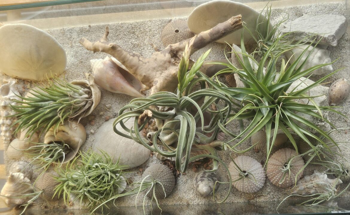 Tillandsia schiedana, how to arrange?