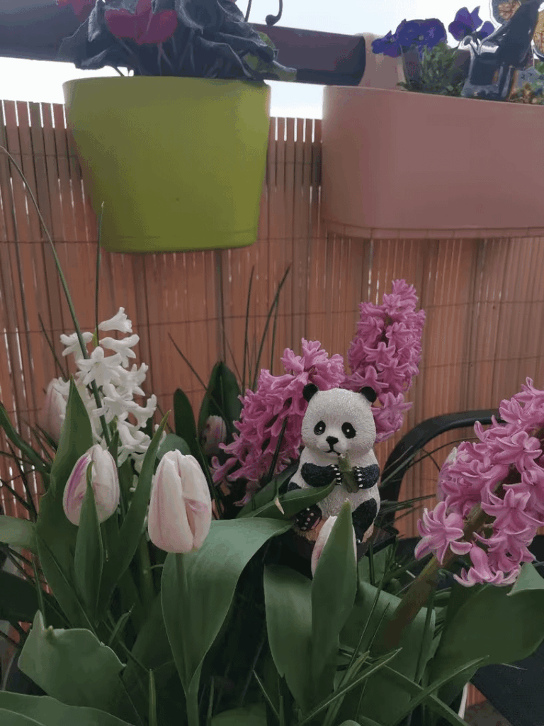 My little balcony garden got a new supervisor