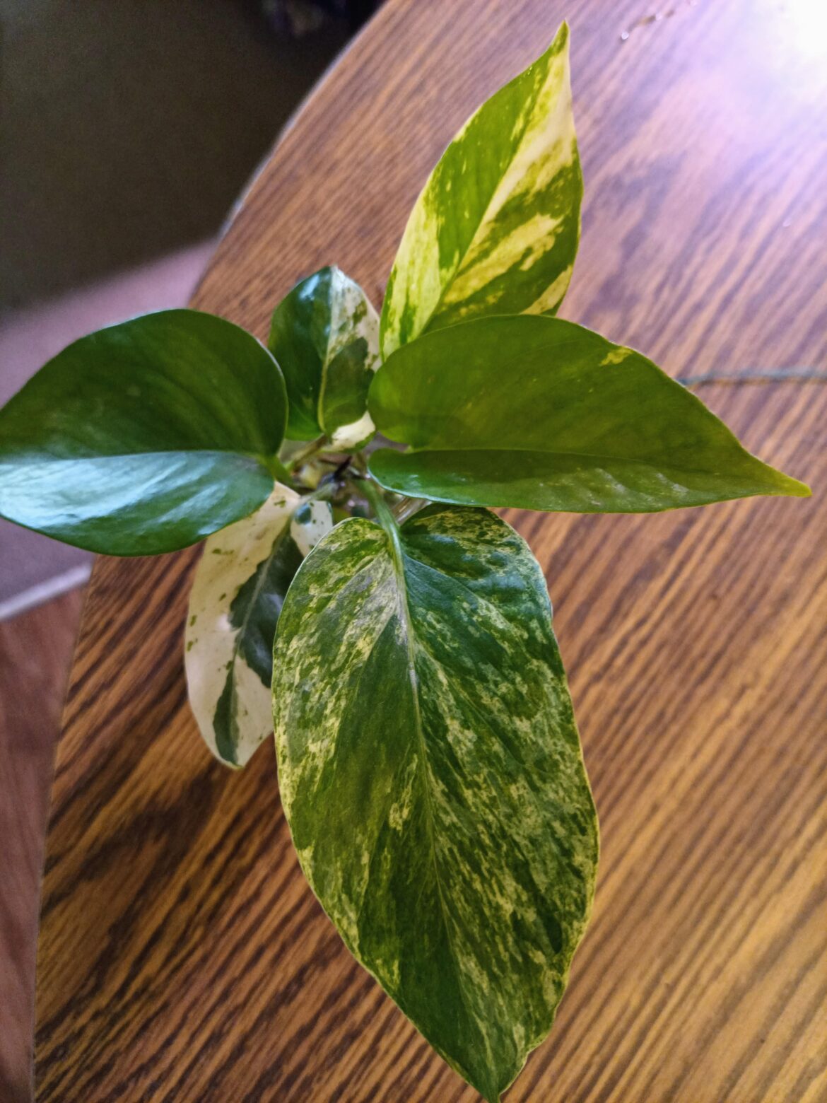Propagation