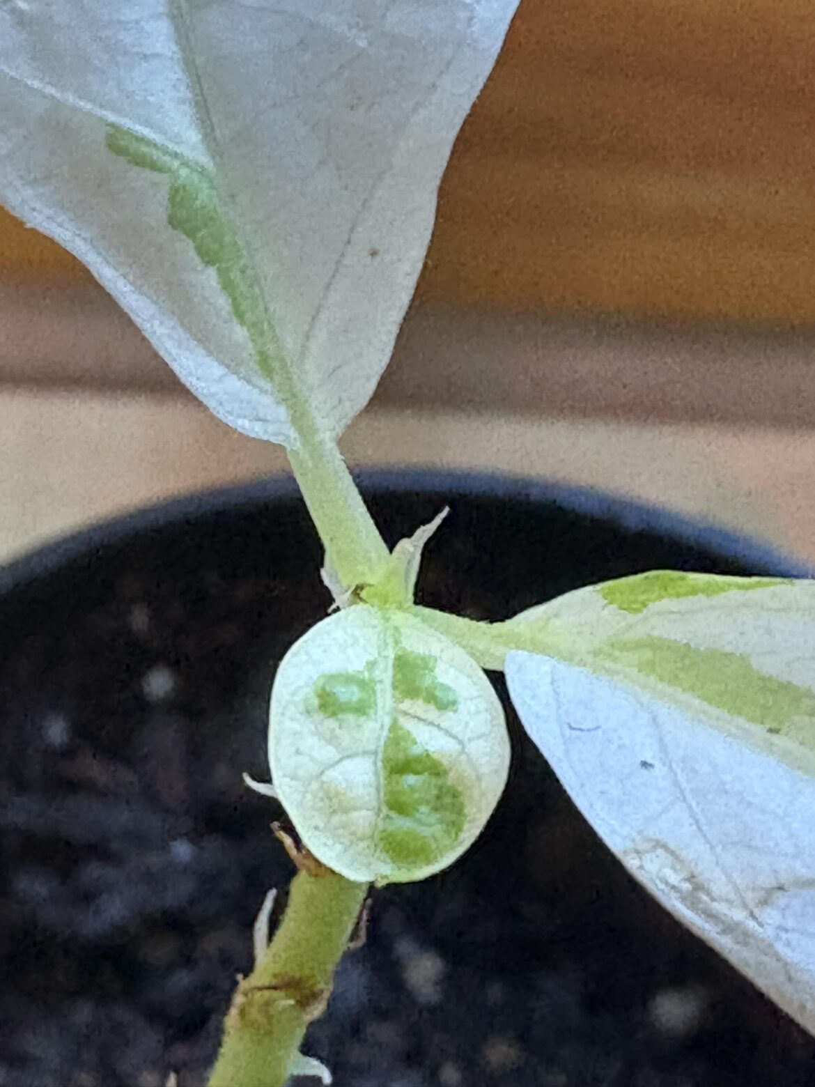 Variegated FLF baby Variegated FLF baby