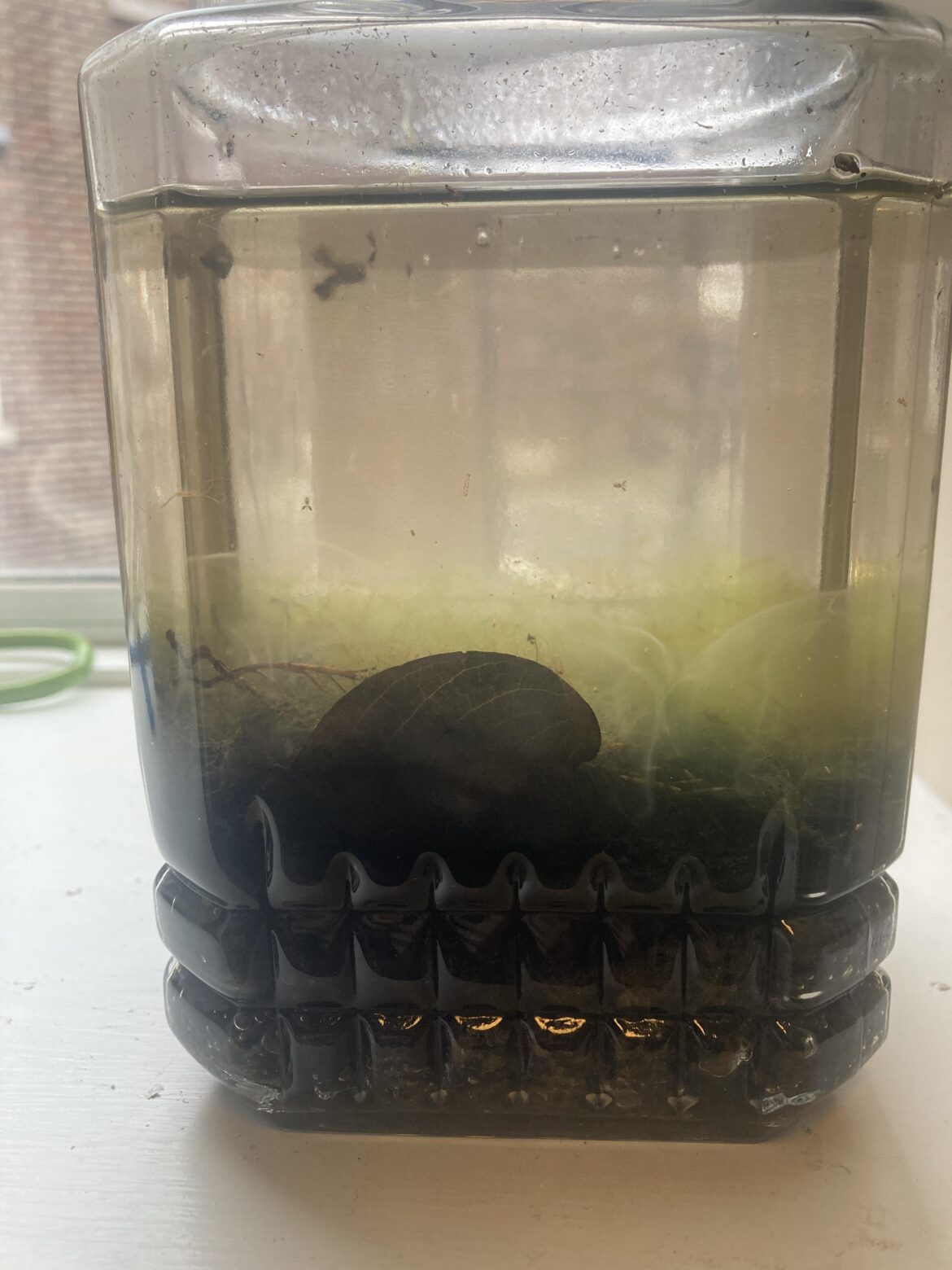 Biofilm forming on my Ecosphere? What do I do? (I’m referring to that white thing close to the soil)