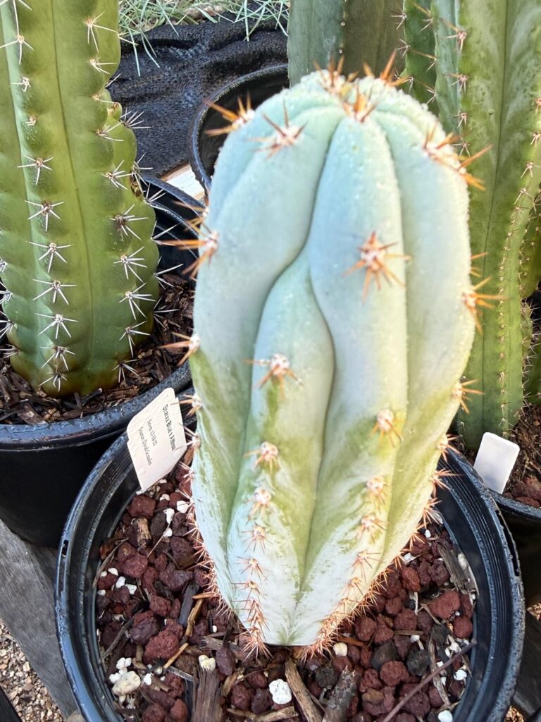 Morning dew