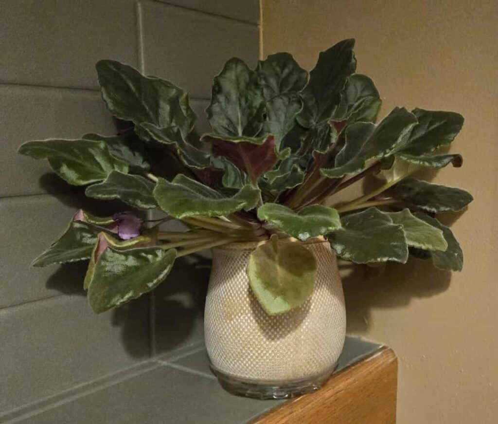 What do I do for this lovely lady?