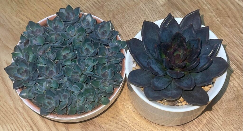 Family photo