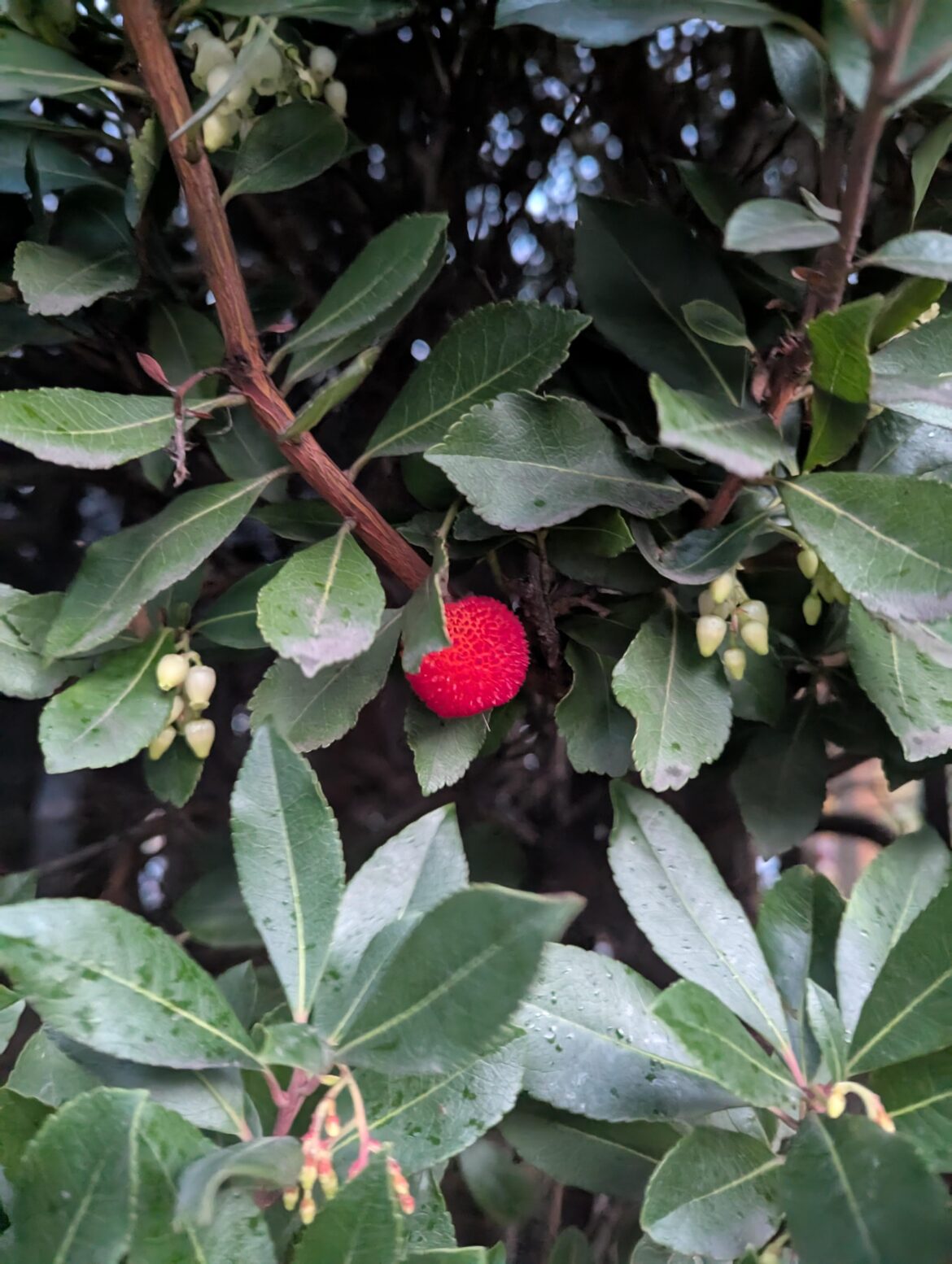 Strawberry tree