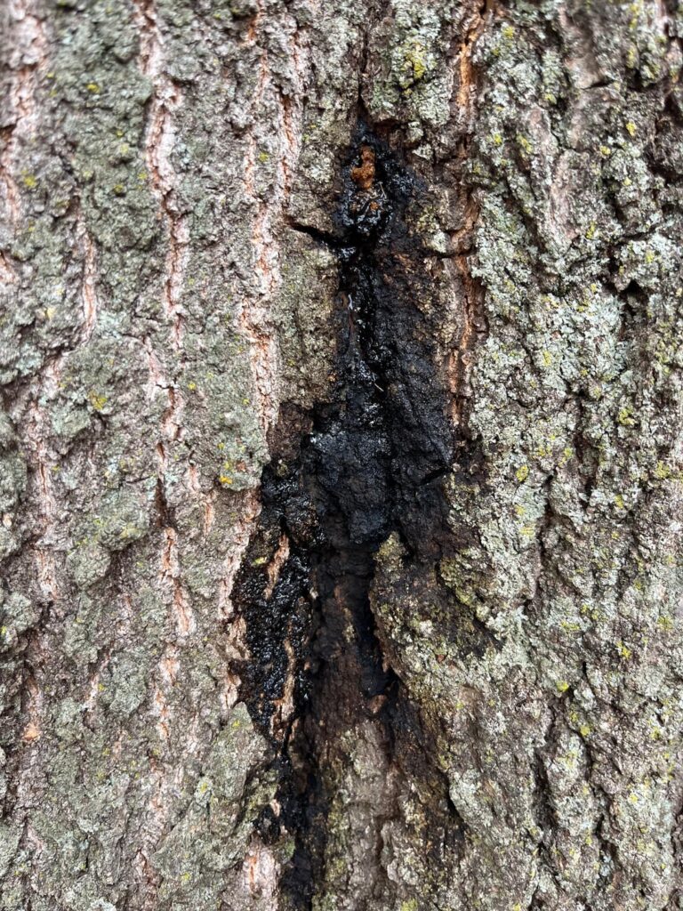 Pin Oak