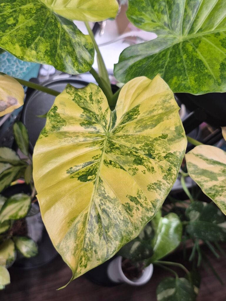 Pretty leaves. Just sharing 🥰