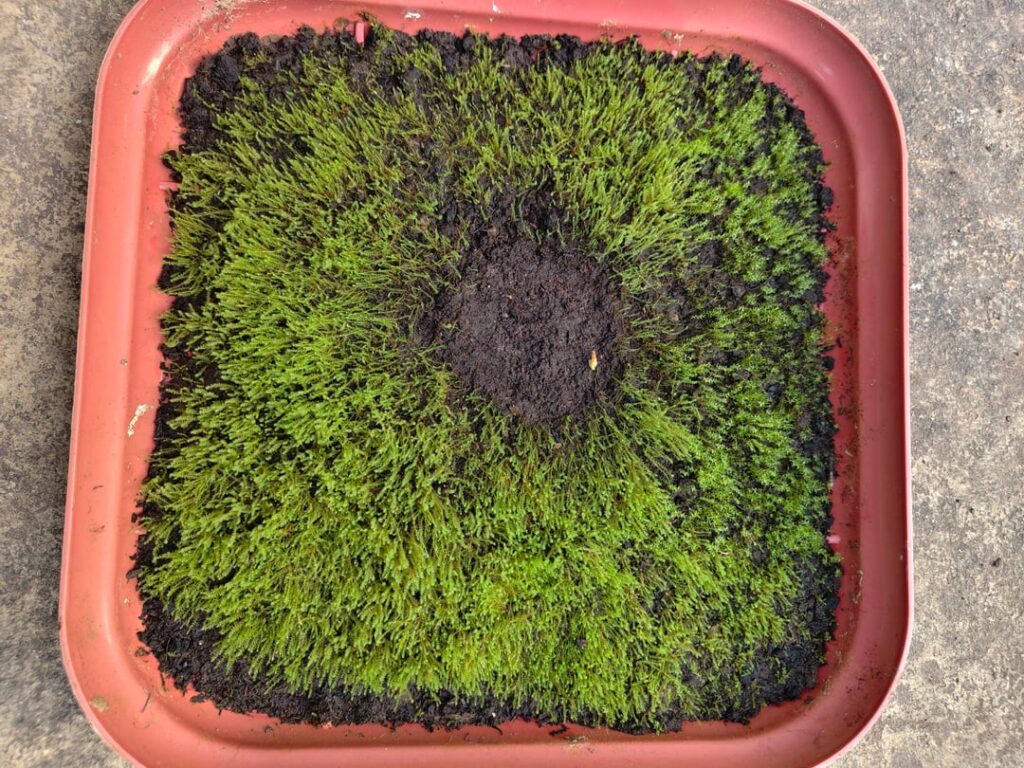 Four months of growth... After and Before