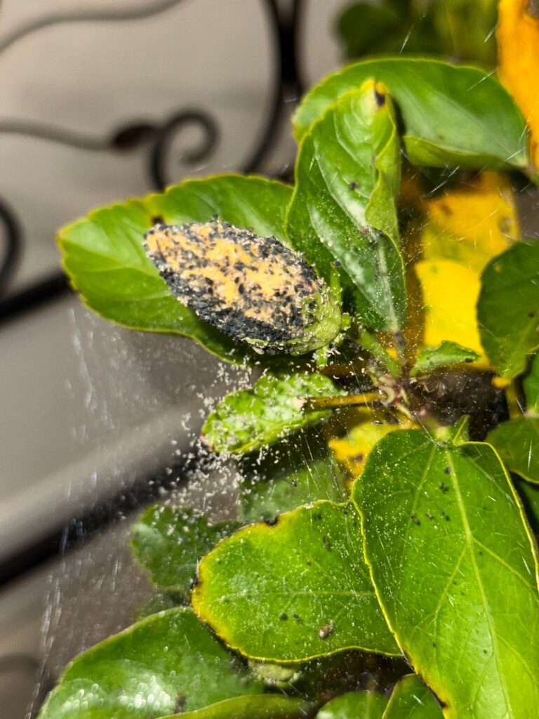 What is this on my plant? What is this on my plant?