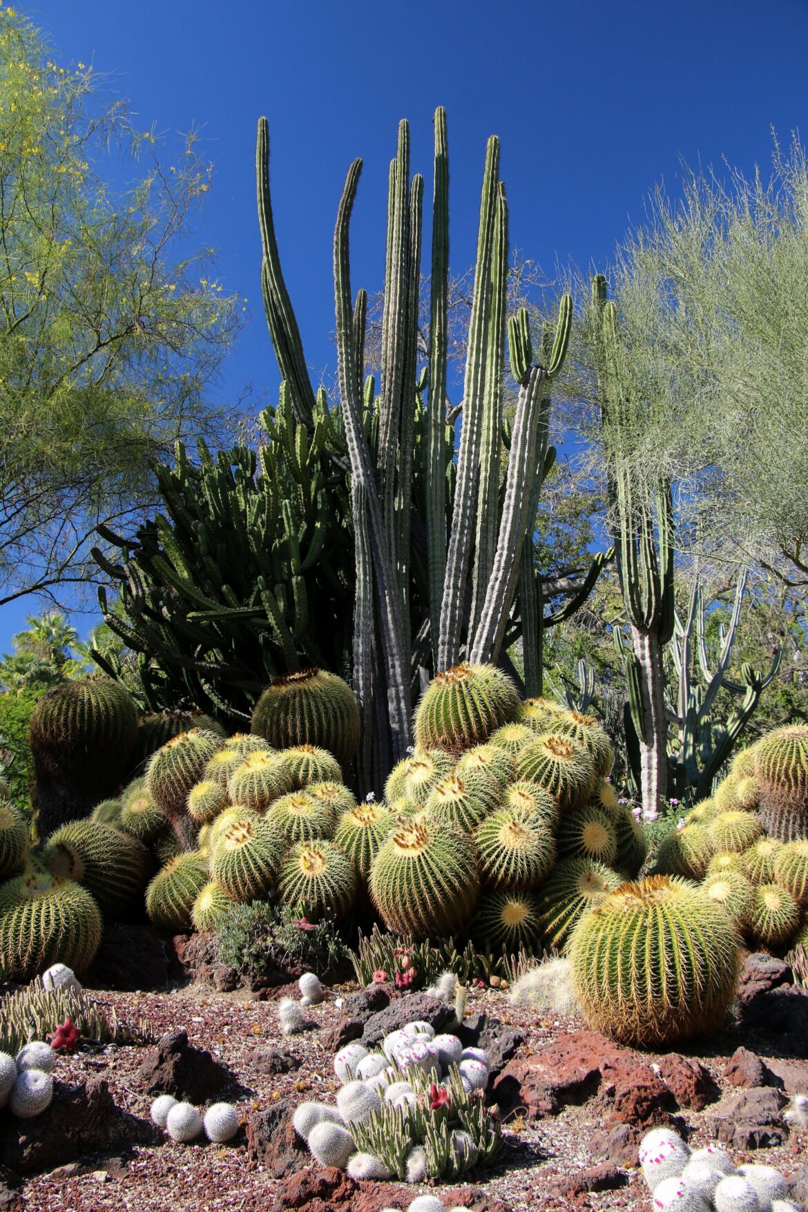 Huntington botanical garden