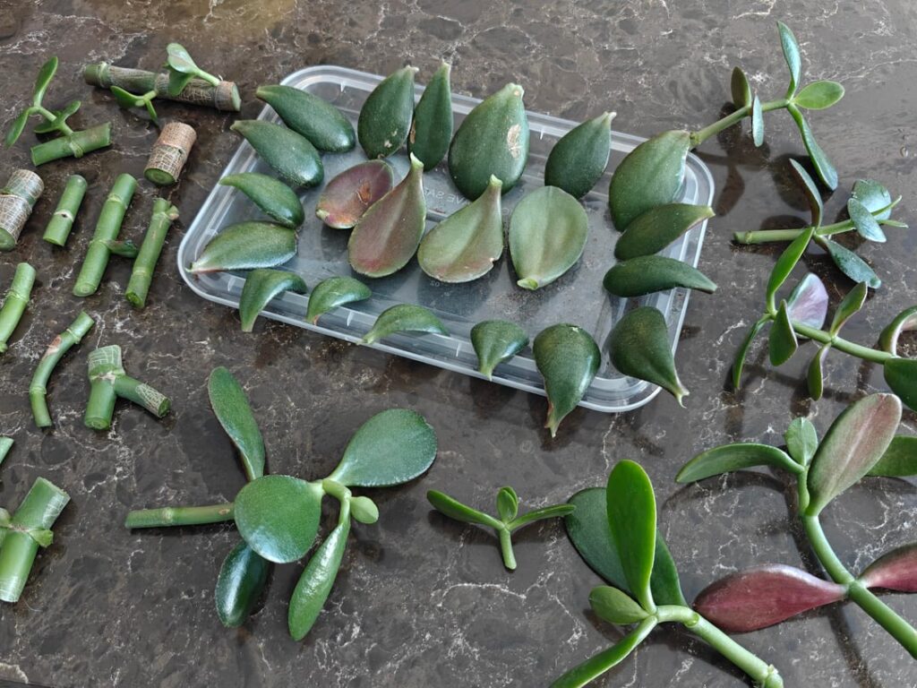 Did I do this right?