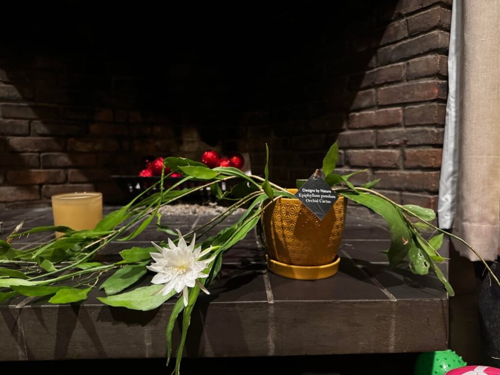 My ridiculous orchid cactus had bloomed for the very first time.