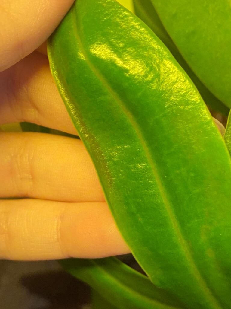 Diatomaceous earth to treat thrips on my carnivorous plants?