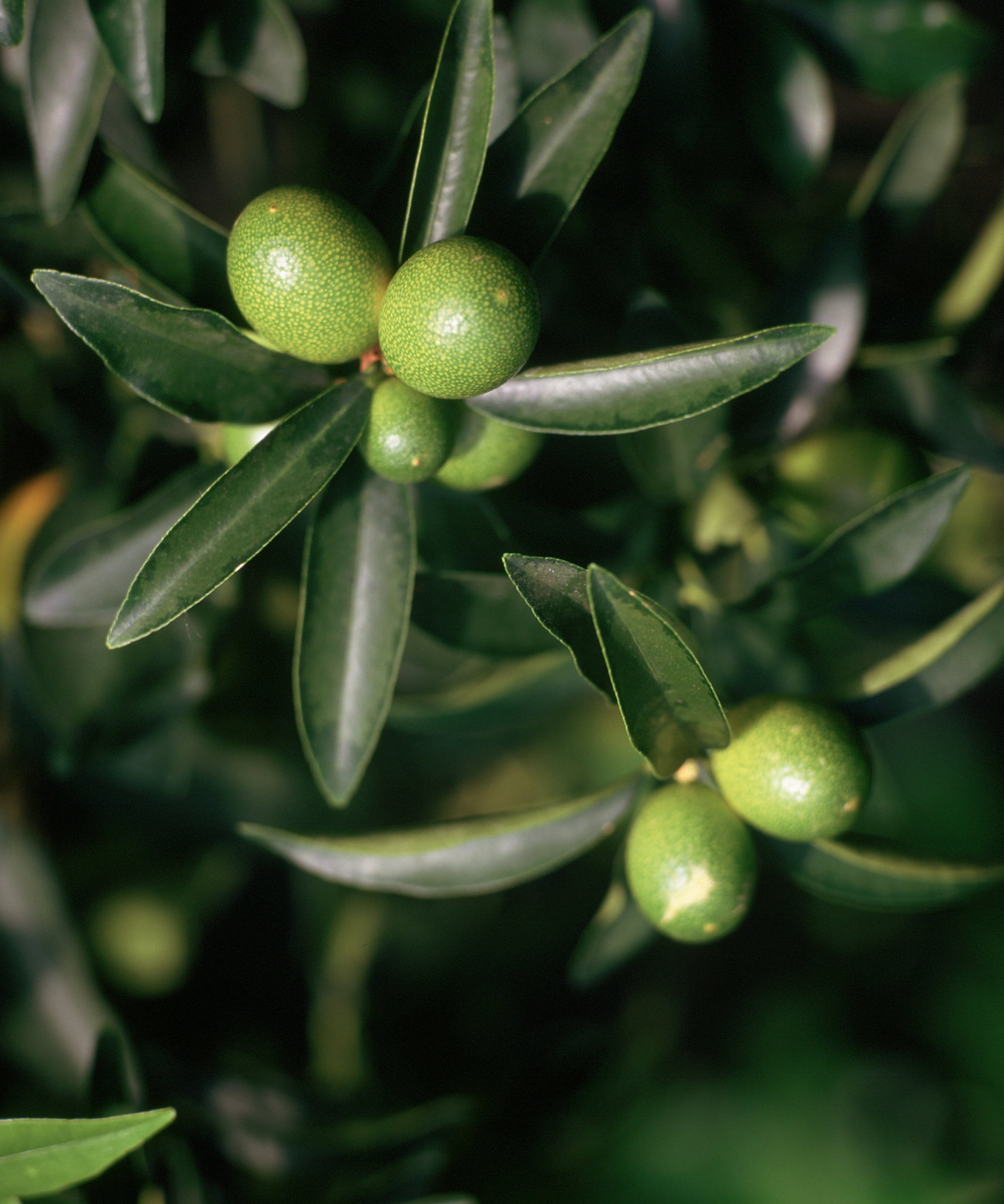 Small green limes growing on a lime tree