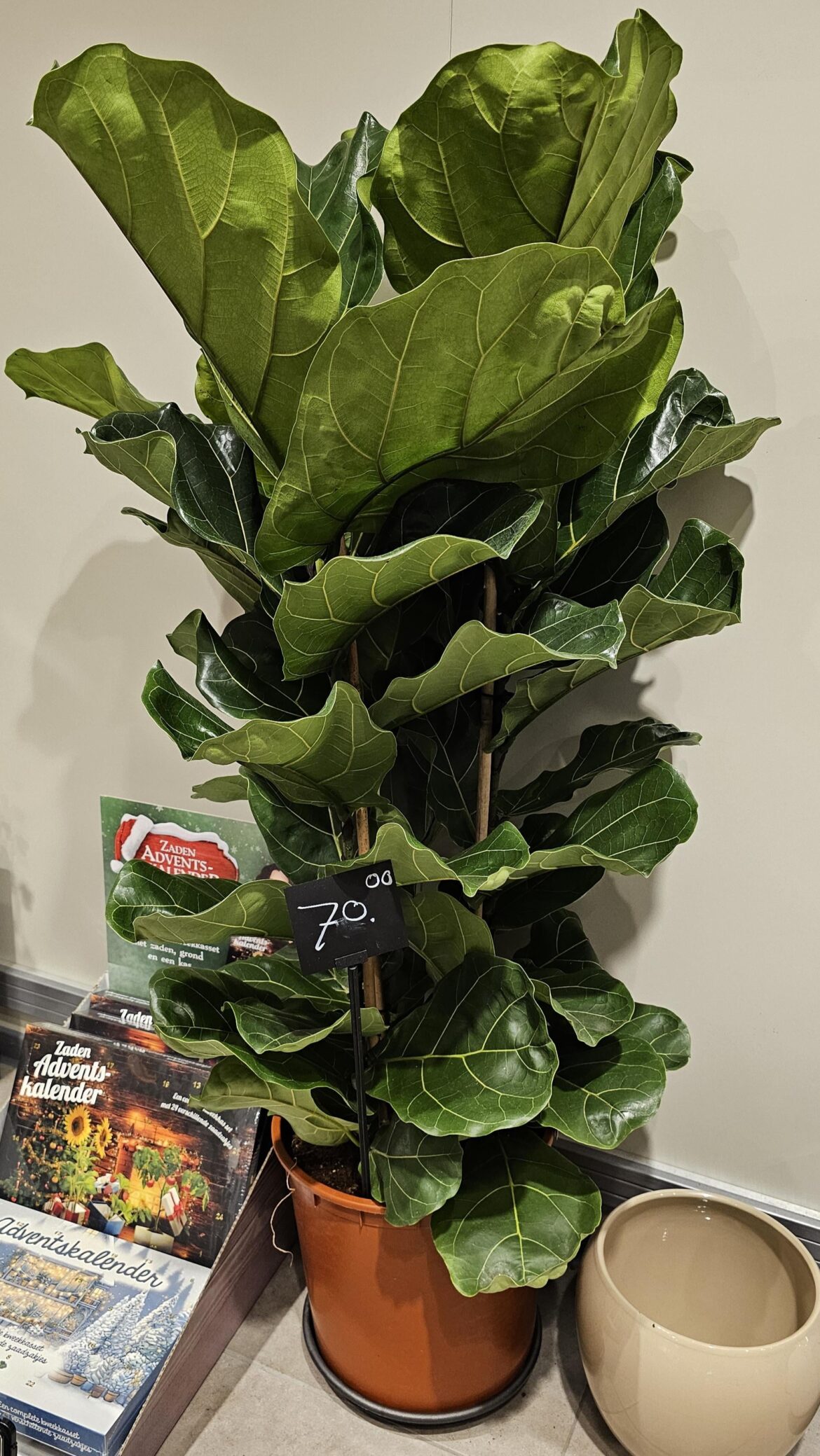 Saw this flf in a grocery store for 70eur