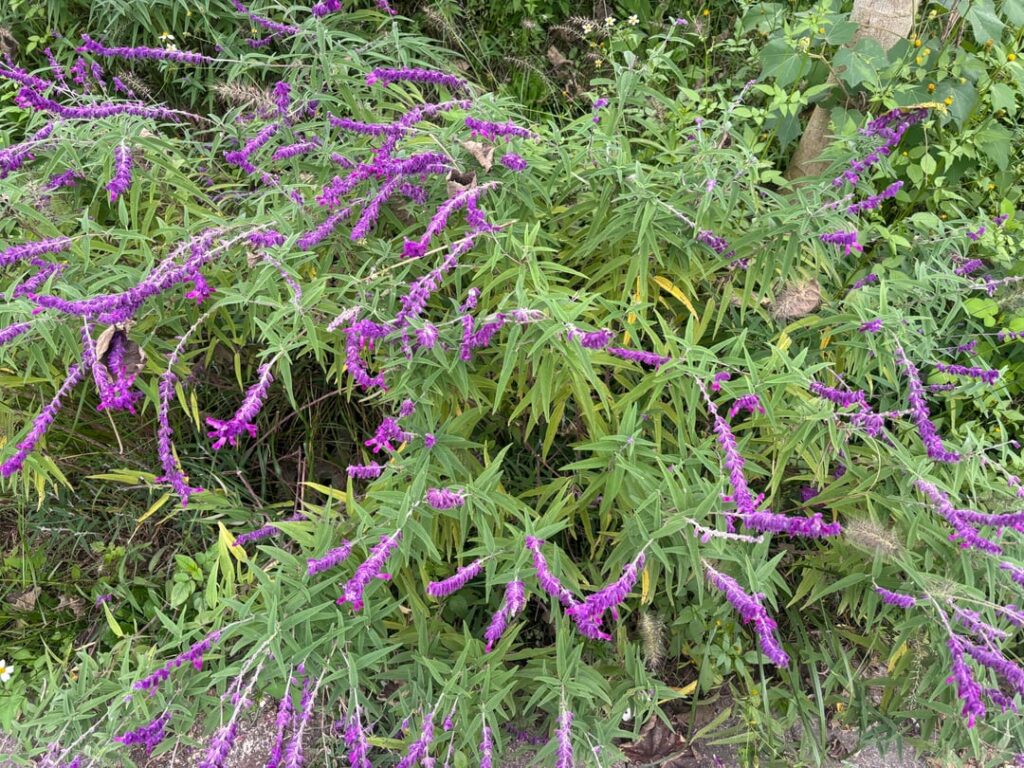 Found in park… some kind of Salvia?