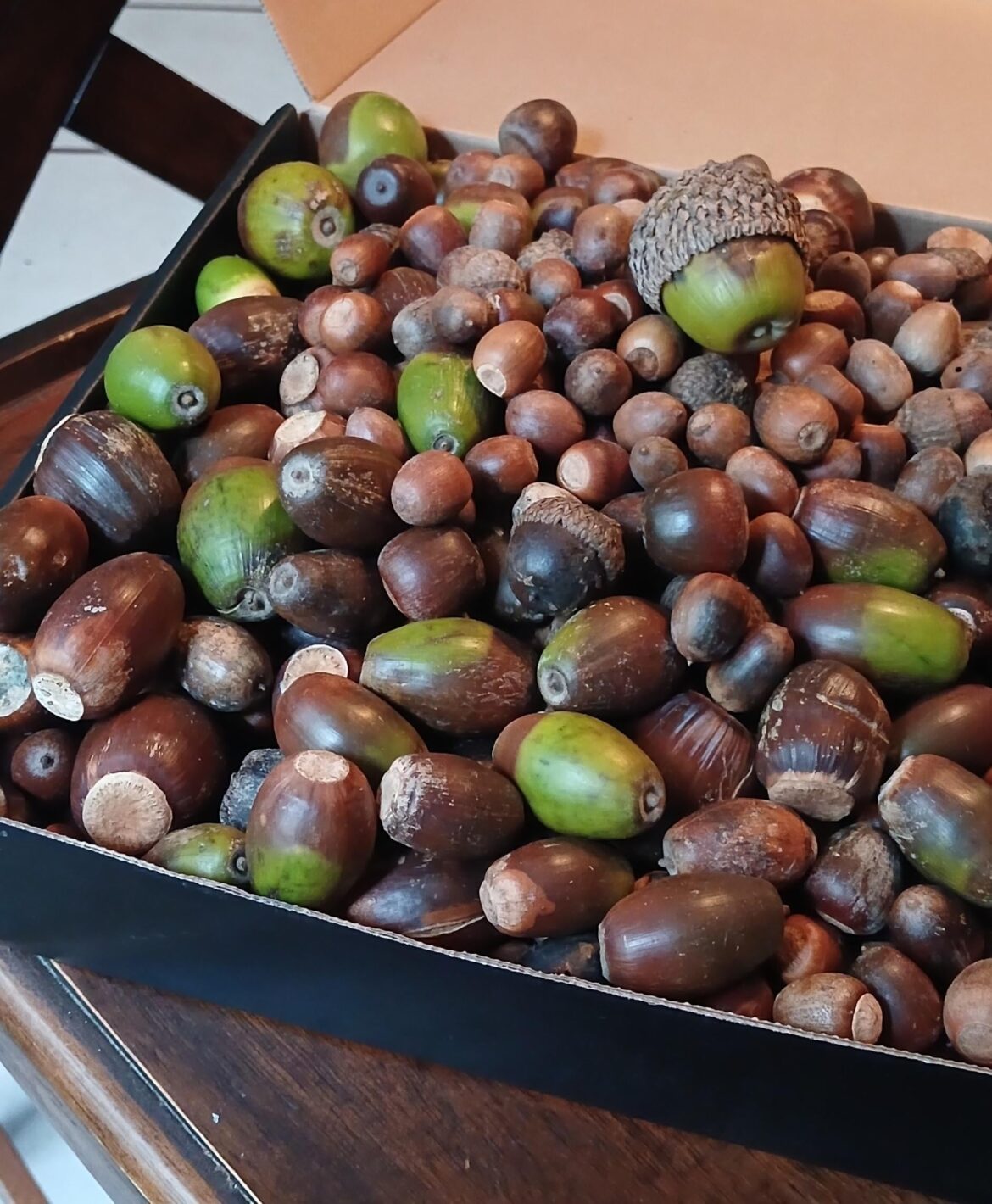 I think that's enough acorns for me this season