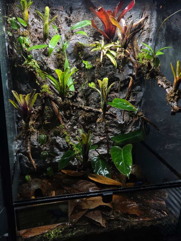 Just planted 24x18x36