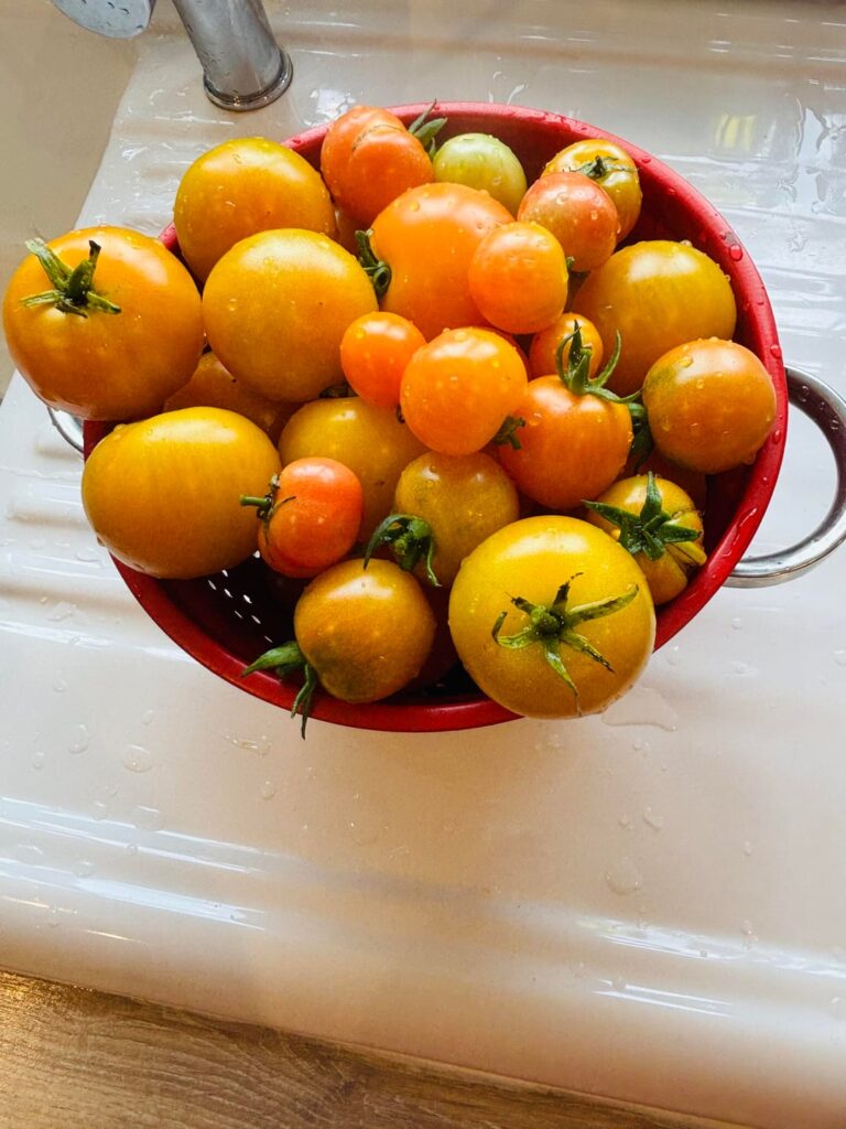 My tomatoes and dahlia still going strong.