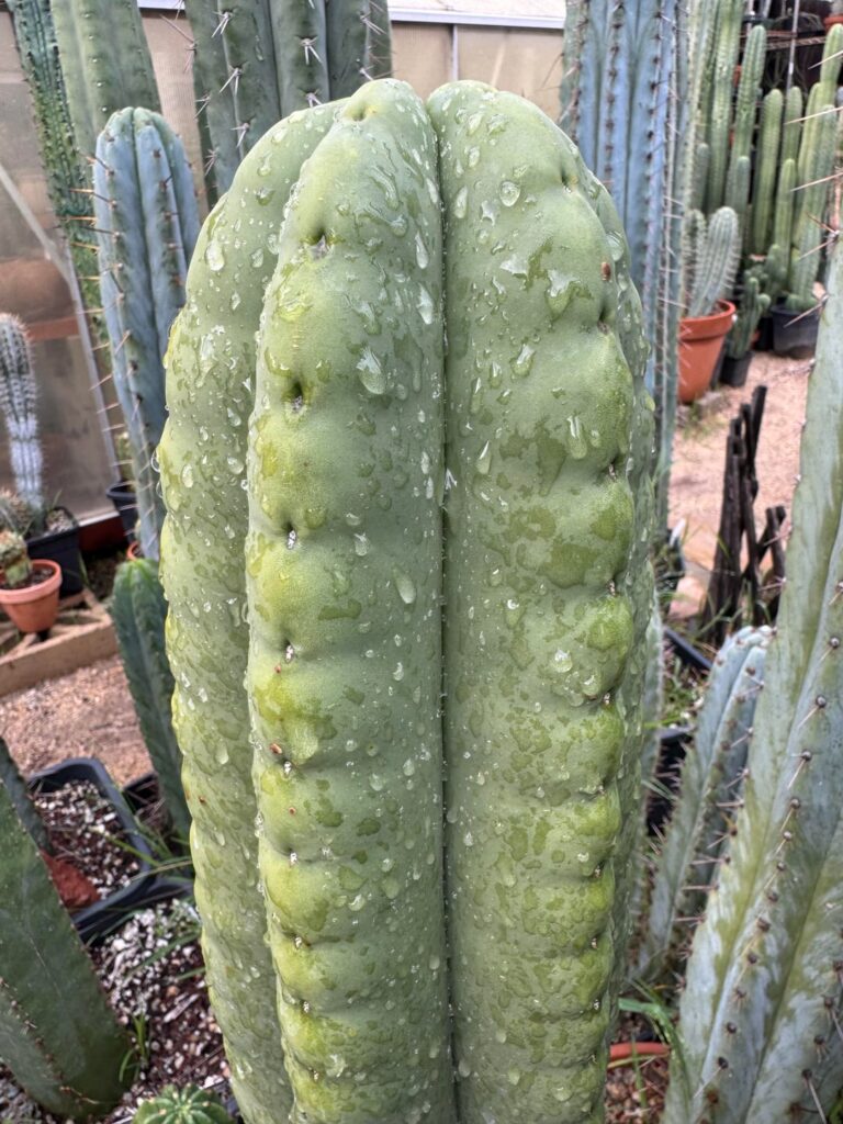 We all like wet tips.