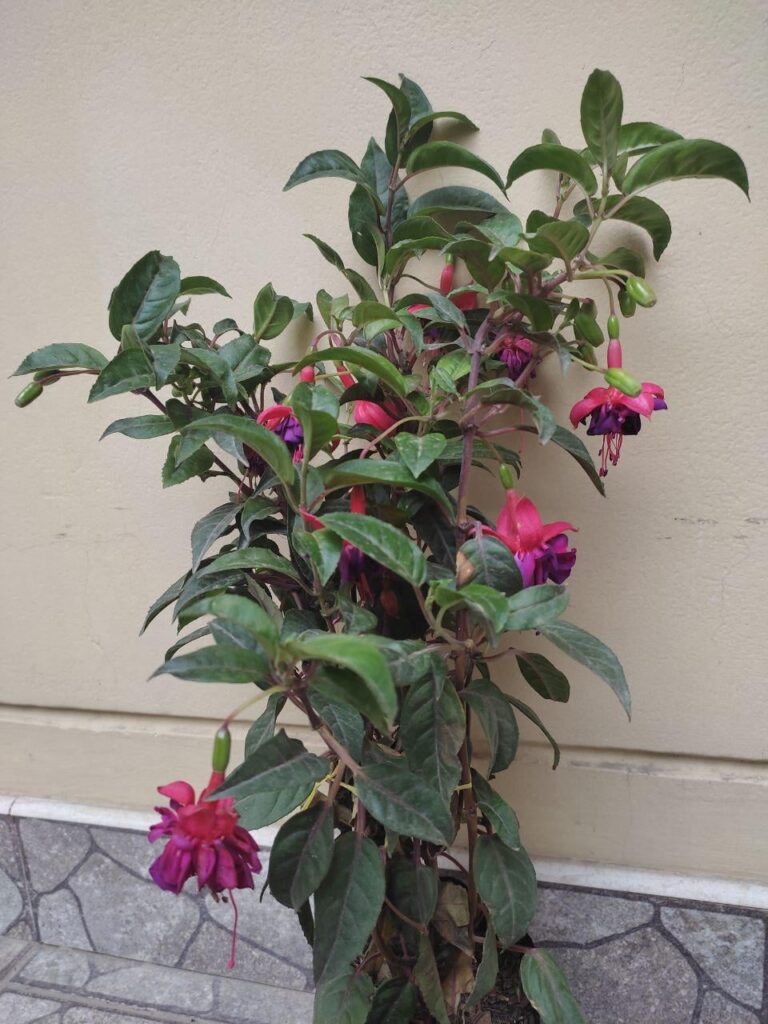 Does anyone know the name of this plant?