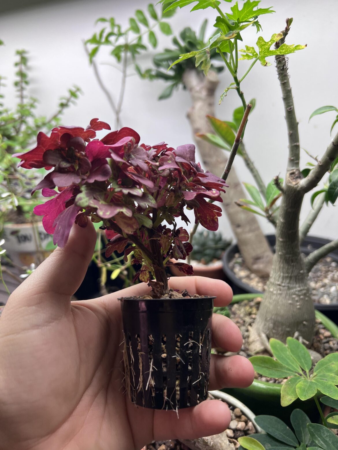 I don’t think the coleus got the memo that this is a prune pot.